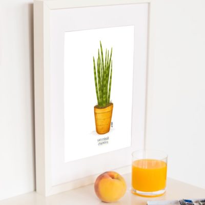 Lámina Sansevieria Cilíndrica